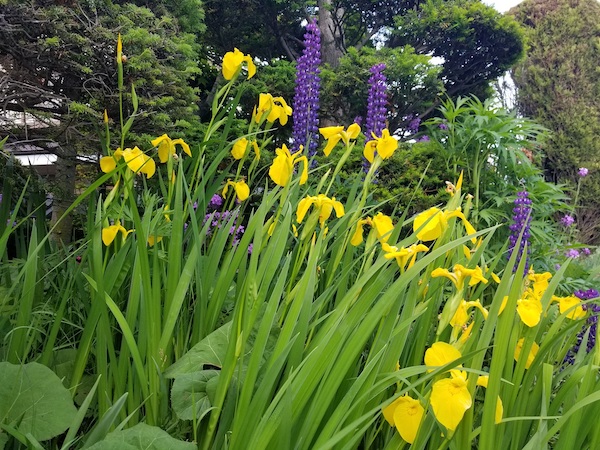 Colorful spring flowers in Nagano