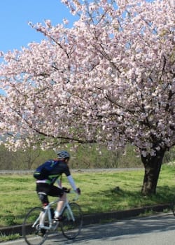 Cycling springtime in Japan sakura